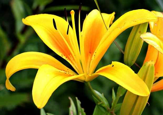 Hvilket blomster repræsenterer tilgivelse?